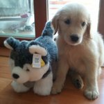 (개판)골든리트리버 <b>앵두</b>의 성장기~