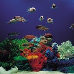 [물고기 초보,좌충우돌 생활기2탄] 물고기집세팅하기!!