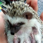 우리집 고슴도치 아가들을 소개합니다