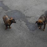 배가 빵빵한 유기견 달래 4