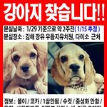 잃어버린 강아지를 찾습니다 꼭 봐주세요ㅠㅠ !!!!