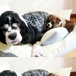 새끼<b>불독</b>데려왔는데 우리가족눈에만 이뻐보이는거겠져 33333333