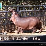 하마의 위력을 볼수있는 <b>발악</b>하는 영상 - 동물원