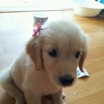 2 (개판)골든리트리버 <b>앵두</b>의 성장기