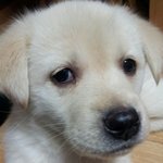 골트리트<b>리버</b>인데 진돗개로 오해받는 우리 보리~