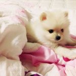 너무귀여운 슈퍼주니어 <b>예성</b>의 강아지!!!
