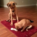 마이애미견 후추 이야기 2 (사진유유유)