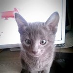 (냥판) 울집 뽀뽀쟁이 마루