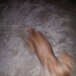 발랄하개 코카당근이 2탄ㅎㅎ(사진많음)^*^