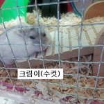 햄스터 키우시는 분들 봐주세요!