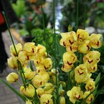 봄이오는 소리~ 심비디움 난