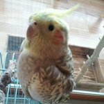 [새판] 독보적인 왕관을가진 앵무새 삐삐