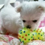 <b>내사</b>랑 박별콩 ~