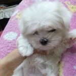 우리집 새로운 막내 묵돌이를 소개합니다!!