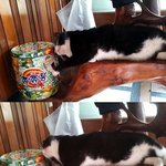 밥타령만 하는 돼지 고양이 <b>쭈쭈</b> !_!