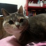 [김괭] 김고양이 서른 한번째