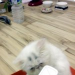 <냥이판>못난쁘니 소리 3탄!!