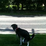 중형견이라고 속아서(?)데려온 대형견