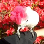 <b>동물</b>판 최초 대형 앵무판! 연지를 소개 합니다 2탄