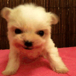 bgm 有)귀염 주의!!) 귀여운 <b>포효</b>