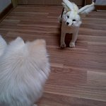 우리집 상전 송이 2탄