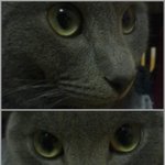 정신없는 고양이(<b>러블</b>)