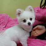 난 남자가 싫어 한글이판 [34]