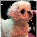 [[입양]] 해주세요. 사지마세요