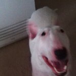 불테리어 딕시를 소개합니다~