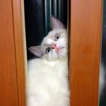 귀여움주의)우리집 냥이들 포토얄범 만들어준게 자랑