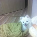 우리집 상전 송이 3탄