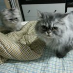 <b>야옹</b>이둘과 동거중인 남자친구