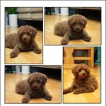 우리집 <b>개임</b> ㅇㅇ