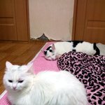 [냥판] 대두김용배의 당장 캣타워를 <b>대령</b>하라!!