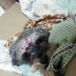 집앞에서발견한슈나우저<b>암컷</b>분양해요ㅜㅜ