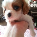 킹<b>찰스</b> 스패니얼 예랑이 성장일기 3