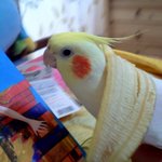 우리집 3대 앵무새가족을 소개합니다^0^- 비보와함께..