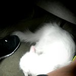 [터.앙/냥이판] 앙칼진 터.앙 김이만두(스.압주의)