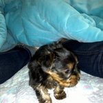 [개판] 생후 갓! 3개월된 lol 중독