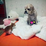 [개판&amp;냥판] <b>재롱</b>이와 감자