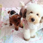 <b>몽</b><b>군</b>망고)깨알같은 일상사진들 (스압주의)