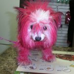 누가 이렇게 장난식으로 말티견을 빨갛게 <b>염색</b>을 해놓고 버렸을까요?