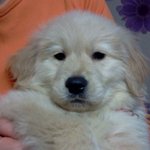 골든리트리버 만<b>둥이</b> 성장일기!(1)