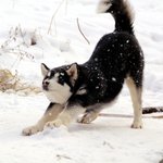 7개월 말라뮤트, <b>말썽</b>꾸러기 왕이 이야기2