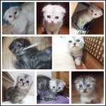 (+수정+예고)우리집 아기폴드 8남매 구경하시라우 귀여움 포텐터짐