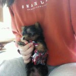 [개판] 생후 갓! 3개월된 lol 중독 2