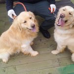 시골리트리버이야기!