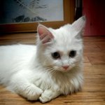 [터.앙/냥이판] 앙칼진 터.앙 김이만두#2(스.압주의)