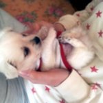 자려고 태어난 우리 <b>두부</b> 1