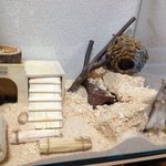 <b>사막</b>다람쥐 키우기!1탄!